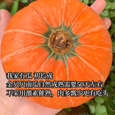 山东南瓜板栗南瓜金丝南瓜红皮金瓜南瓜新鲜贝贝小南瓜味黄圆全年