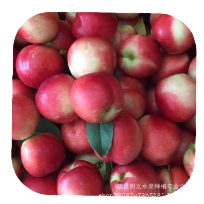 湖北随州市随县桃子油桃毛桃水果专业代办代收代购万亩桃子基地