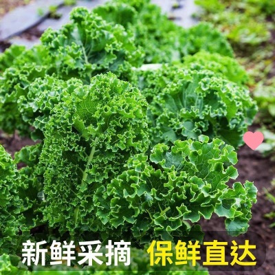 新鲜羽衣甘蓝叶轻食榨汁凉拌西餐沙拉食材新鲜寿光蔬菜其他全年