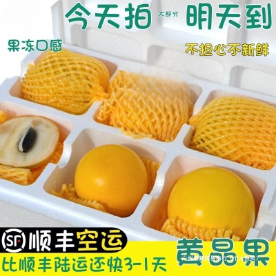 顺丰空运云南冬蜜黄晶果新鲜黄金果西双版纳黄金牛奶果雅美次日达