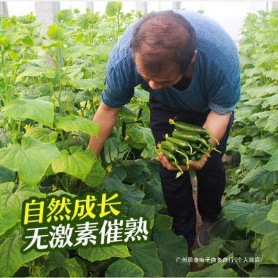 黄瓜新鲜小黄瓜水果小青瓜荷兰蔬菜农家10山东旱生吃5斤现摘现发