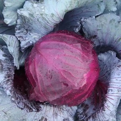 山东紫甘蓝新鲜蔬菜整件包邮产地直发蔬菜紫甘蓝一件代发