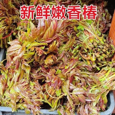 新鲜香椿头茬芽红油芽当季春芽菜露天菜蔬菜嫩芽野生厂家代发