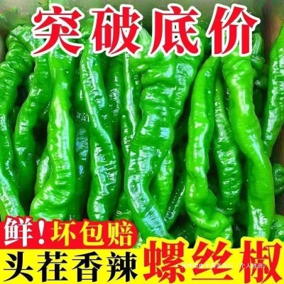 薄皮螺丝椒新鲜香辣皱皮辣椒新鲜农家自种青椒香辣薄皮螺旋椒全年