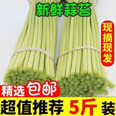 种现摘蒜苔蔬菜当季蒜毫蒜苗农家应季5蒜心蒜薹斤20251斤新鲜自