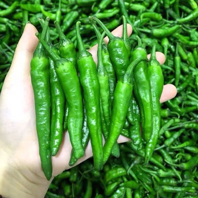樟树港农家新鲜辣椒10斤青辣椒现摘下饭湘菜湖南特产顺丰产地直发