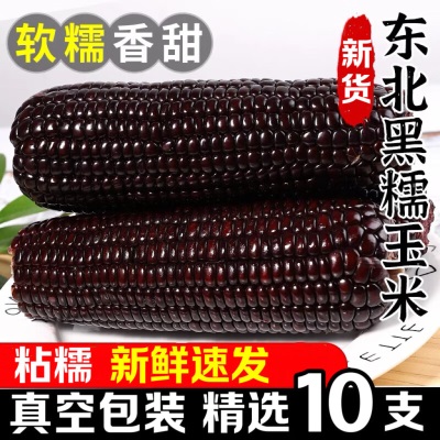 东北黑糯玉米10根包邮新鲜紫黏玉米单棒装即食甜嫩苞米粒真空包邮
