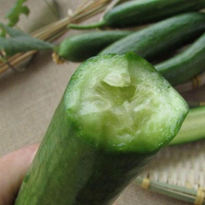 山东无刺水果小黄瓜 新鲜现摘果蔬生吃无刺5斤小青瓜荷兰水果黄瓜