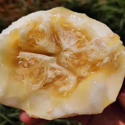 山东小蜜蜂甜瓜蜜罐甜瓜星甜20白糖罐脆甜奶香甜瓜头茬现摘5斤
