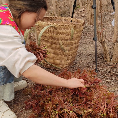 春季新鲜香椿芽食用露天产地采摘一斤装红香椿嫩芽叶供应批发