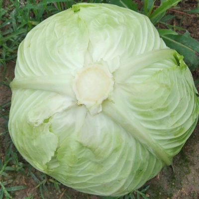 现摘四川莲花白新鲜包菜农家卷心菜绿甘蓝手撕白菜蔬菜5/10斤批发