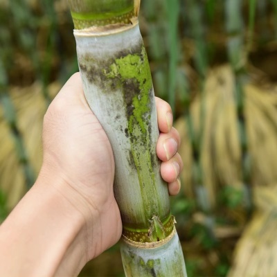 甘蔗陶山斤青皮绿皮孕妇新鲜水果应季果蔗现发脆甜蔗