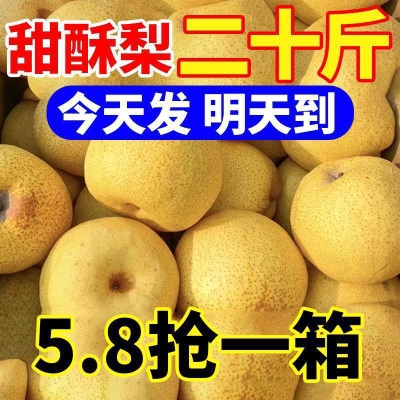 爆甜酥梨当季新鲜水果应季脆甜薄皮黄梨子批发整箱厂家直发跨境