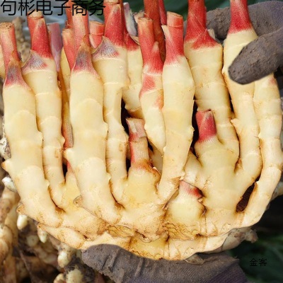 新鲜嫩姜生姜鲜姜仔姜子姜新鲜现挖姜芽糖醋姜泡姜蔬菜非小黄姜