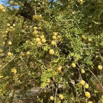 广西油甘果新鲜采摘野生余甘果酸水果当季新牛甘果油柑滇橄榄果
