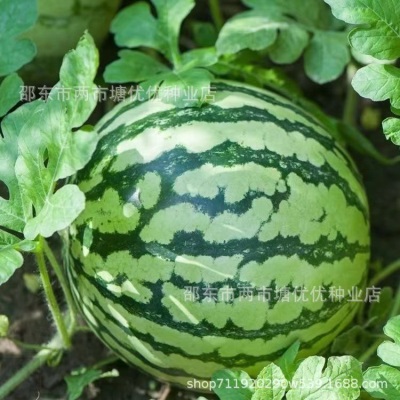 高糖黄心西瓜种子甜早熟黄瓤特黄心西瓜种籽春夏播
