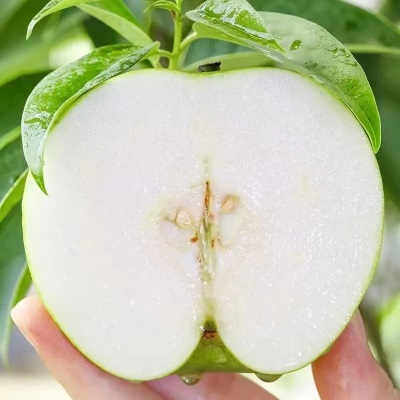 砀山青皇冠梨薄皮当季新鲜水果批发整箱脆甜可口多汁梨子一件代发