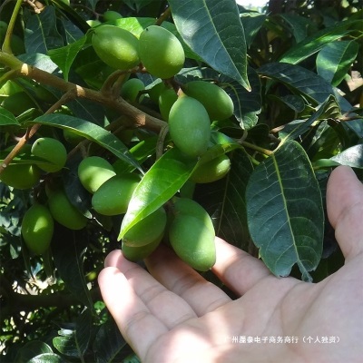 当季橄榄青橄榄檀香生吃福建特产水果500g年橄榄煲汤新鲜包邮