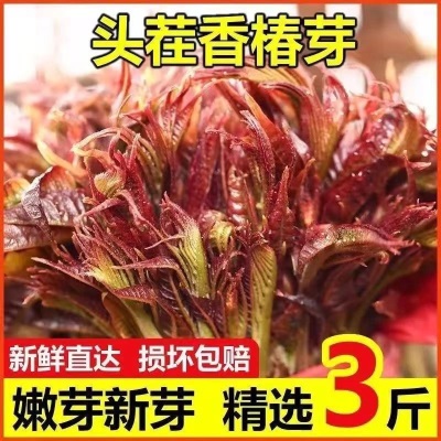 新鲜香椿头茬芽红油芽当季春芽菜露天菜蔬菜嫩芽野生厂家代发