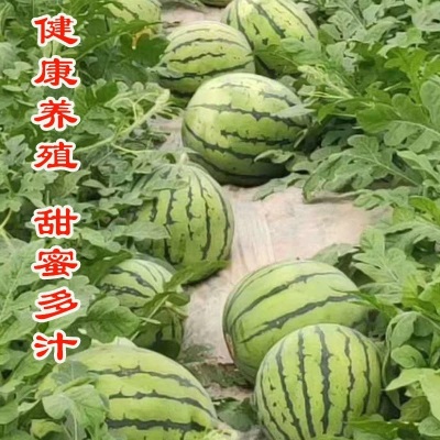 当季新鲜水果麒麟西瓜茬瓜薄皮西瓜现摘现发脆甜瓜包甜包熟代发9