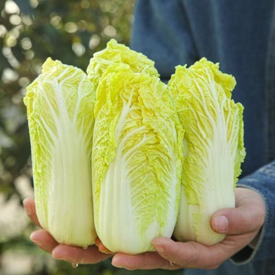 云南高原露天娃娃菜新鲜小娃娃黄心娃娃菜菜挖火锅蔬菜农家自种