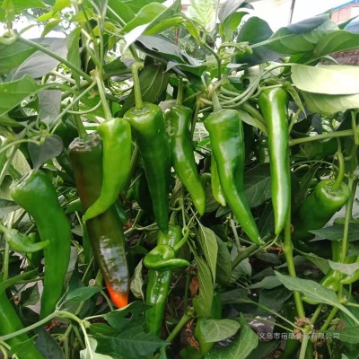 新鲜辣椒辣妹子剁椒超辣特辣薄皮辣椒笨辣椒青椒蔬菜非常辣