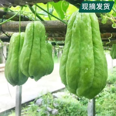 云南佛手瓜新鲜洋瓜丰收瓜福寿瓜洋茄子农家自种当季蔬菜现摘现发