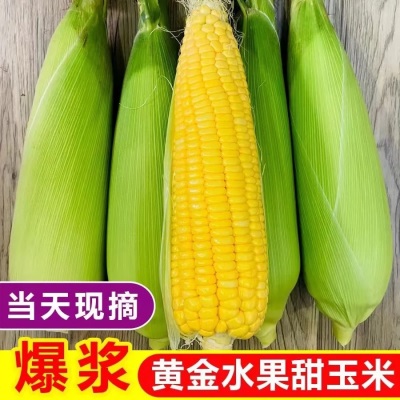 黄金水果玉米9斤新鲜现摘甜玉米棒生吃牛奶爆浆玉米整箱包邮