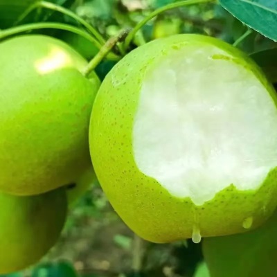 砀山青皇冠梨薄皮当季新鲜水果批发整箱脆甜可口多汁梨子一件代发