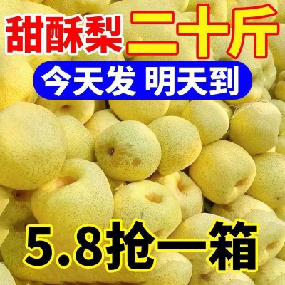 爆甜酥梨当季新鲜水果应季脆甜薄皮黄梨子批发整箱厂家直发跨境