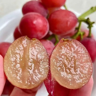 辽宁妮娜皇后新鲜水果葡萄包邮应当季水果葡萄妮娜皇后一件代发