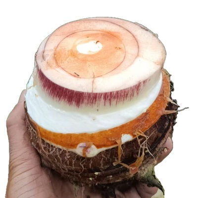 2025云南荔浦大芋头新鲜蔬粉香软糯荔浦新鲜芋头现挖大果产地直发