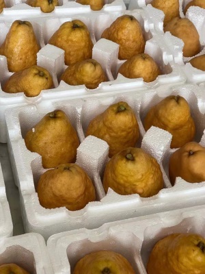 中华丑梨软糯香甜烟台太婆丑梨蜜梨吃的新鲜水果5斤包邮一件代发