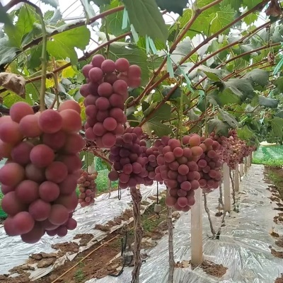 辽宁妮娜皇后新鲜水果葡萄包邮应当季水果葡萄妮娜皇后一件代发