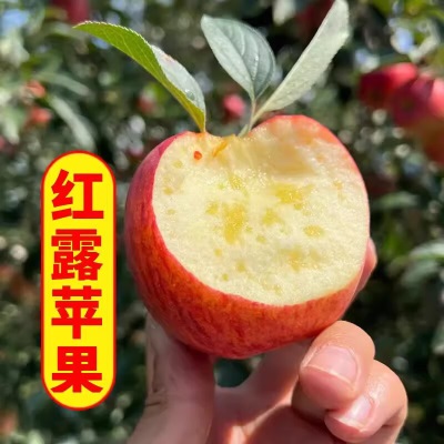 新鲜大凉山丑苹果脆甜冰糖心苹果当季现摘孕妇水果红富士包邮代发