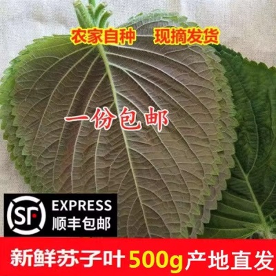 鲜苏子叶韩国烤肉叶日式料理叶新鲜紫苏叶食用蔬菜1斤包邮