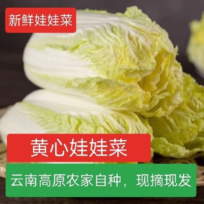 黄心娃娃菜高山娃娃菜新鲜生吃鲜嫩脆甜火锅菜黄心新鲜蔬菜农家菜