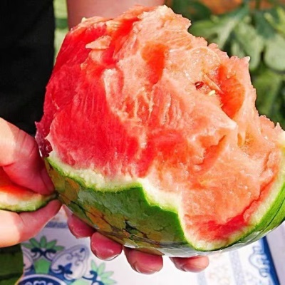 早佳8424西瓜种子早熟南方新品种大甜西瓜子种子盆栽