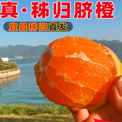 伦晚脐橙3/5/9斤装榨汁新鲜水果秭归脐橙橙子产地直供伦晚春