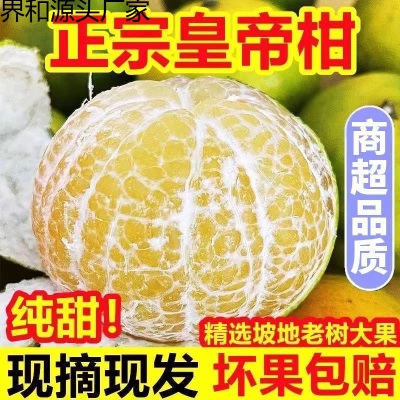 广柑斤新鲜水果贡柑斤柑橘薄皮批发橘子桔子