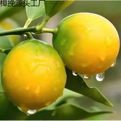 广西桂林脆皮金桔新鲜水果产地摘发小果当季5斤大果