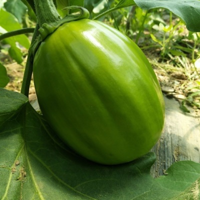 河南新鲜绿茄子农家自种蔬菜现摘现发1斤3斤5斤青茄子亚马逊包邮