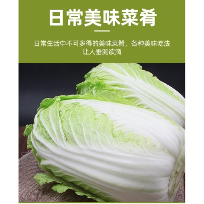 山东特产大白菜5挖美味新鲜蔬菜黄心整箱包发