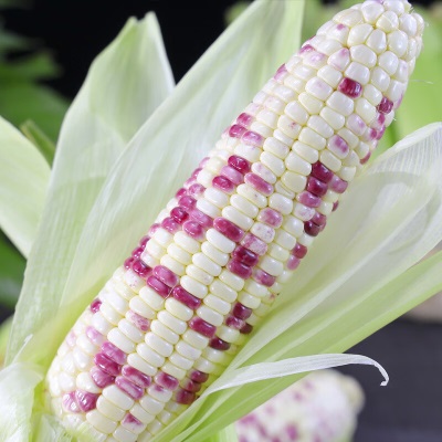 水果玉米黄甜水果玉米10斤蔬菜新鲜现摘甜玉米超甜即食玉米代