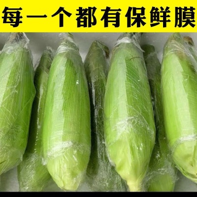 新鲜生的玉米花糯玉米香糯玉米现摘彩色生水果玉米棒带皮现摘现发
