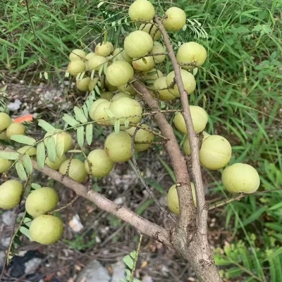 广西油甘果新鲜采摘野生余甘果酸水果当季新牛甘果油柑滇橄榄果