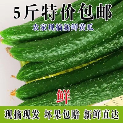 黄瓜现摘现发农家自种应季蔬菜新鲜美味生吃清脆爽口青瓜厂家批发
