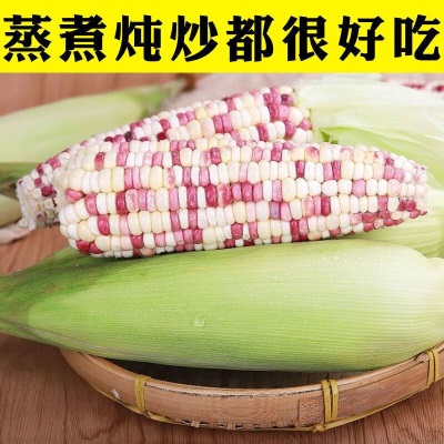 新鲜生的玉米花糯玉米香糯玉米现摘彩色生水果玉米棒带皮现摘现发