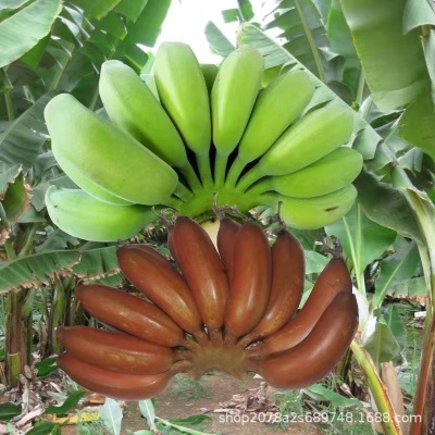 正宗红美人苹果粉香蕉双拼红皮蕉新鲜现砍当季水果红皮孕妇包邮