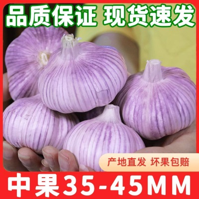 山东新鲜大蒜批发降价带头大蒜头金乡子大紫皮干蒜红皮